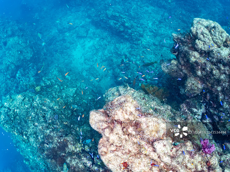 海金鱼,鳞鳍海金鱼,天神鱼,蓝鳍海神鱼,韦伯氏海神鱼,日本黑珊瑚,草莓珊瑚,水螅珊瑚,扇形海扇,橘杯珊瑚,管形珊瑚,以及其他。鱼群。图片素材