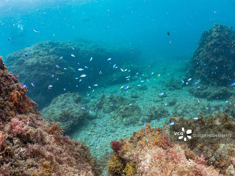 白斑擬烏尾鮹 (Parupeneus ciliatus),金邊蝴蝶魚 (Chaetodon aurites),清潔魚 (Labroides dimidiatus),天宮雀鯛 (Pomacentrus coelestis) 等魚群。地點:伊豆南伊豆町中木港 Hirizo 海灘。图片素材
