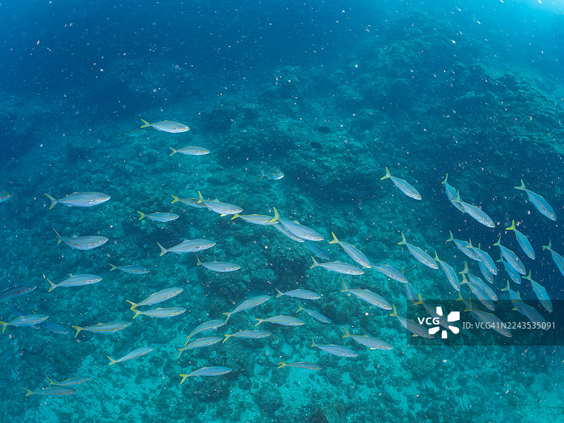 黄尾鰤（学名：Seriola quinqueradiata），幼鱼，稻田鱼，鱼群。日本静冈县南伊豆町弓滨，中木港，伊豆半岛 - 2025图片素材