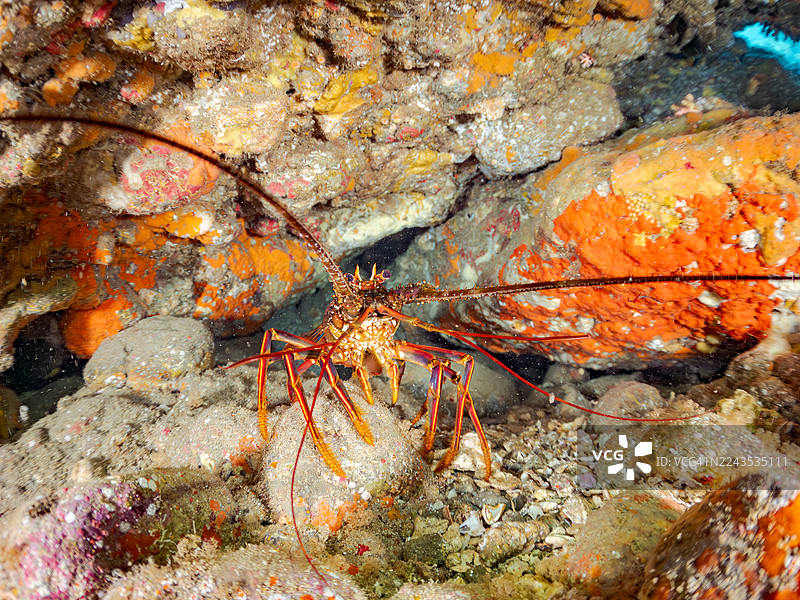 日本锦绣龙虾（Panulirus japonicus），栖息于海蚀洞及其他区域，鱼群。日本静冈县伊豆半岛南伊豆町中木港弓滨海滩，2025图片素材