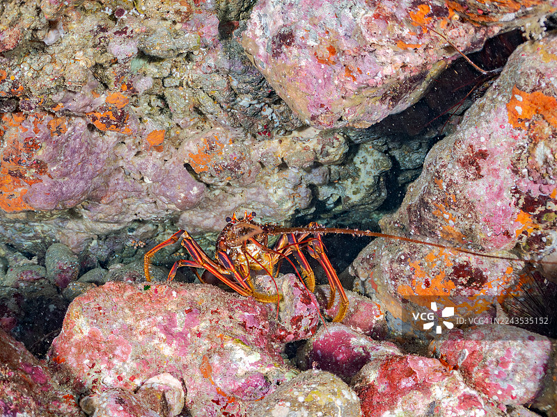 日本锦绣龙虾，锦绣龙虾。栖息于海蚀洞。鱼群。日本静冈县伊豆半岛南伊豆町中木港的HIRIZO海滩 - 2025图片素材