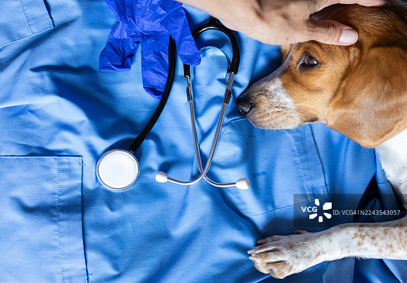 在兽医诊所接受体检的米格鲁犬图片素材