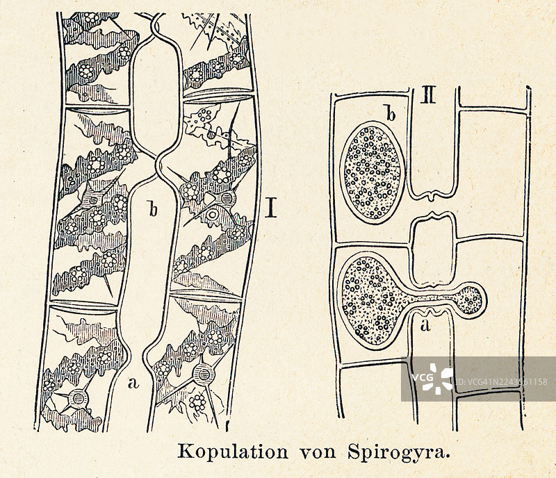 藻类的旧雕版插图——螺旋藻（水丝、美人发和绒毛藻，属于接合藻目下丝状的轮藻绿藻的一个属）的无性繁殖图片素材