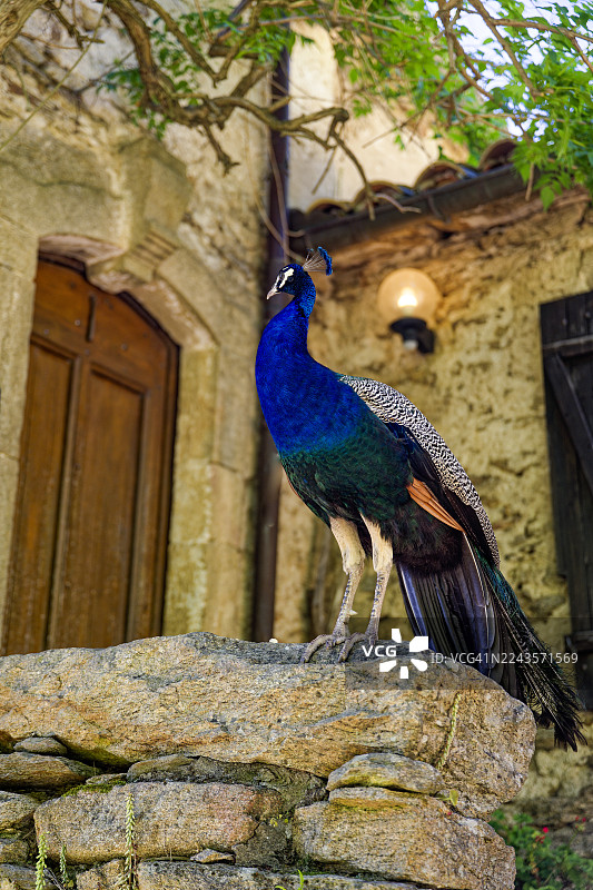 一只华丽的孔雀栖息在石墙上图片素材