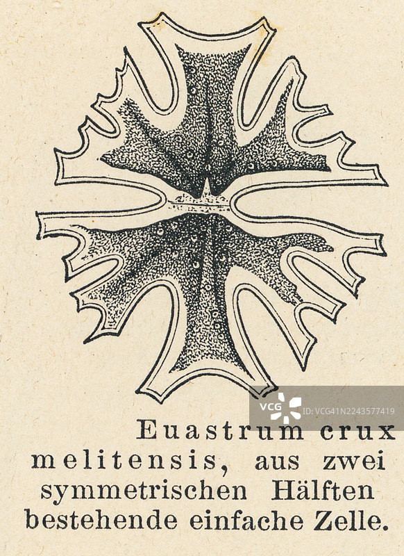 微集藻（Micrasterias）的旧雕版插图，一种属于双星藻目的单细胞绿藻图片素材