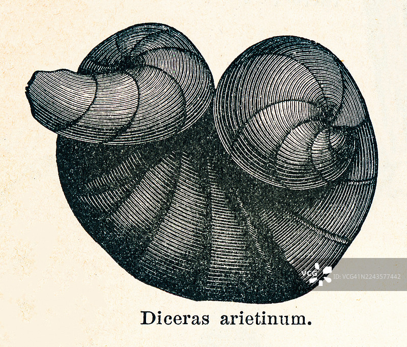 已雕刻的迪凯拉斯（Diceras）插画，这是一种已灭绝的化石海生异齿双壳类软体动物。图片素材