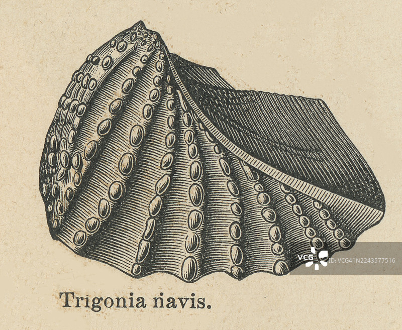 海蛤科（Trigoniidae）的旧版雕版插图，该科属于海蛤总科（Trigonioidea）的海产蛤蜊、海洋双壳贝类软体动物。图片素材