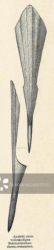 古老的雕刻插图，描绘了箭石（belemnitida或belemnites），这是一类已灭绝的、类似乌贼的头足类生物，它们存在于晚三叠世到晚白垩世（可能延伸至始新世）图片素材