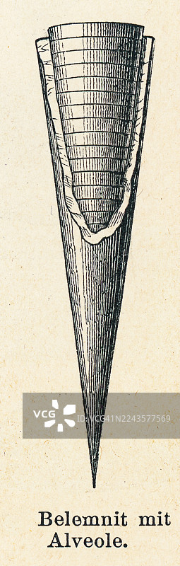 古老的雕刻插图，描绘了箭石（Belemnitida），这是一类已灭绝的、形似乌贼的头足类生物，它们存在于晚三叠世至晚白垩世（可能延续至始新世）图片素材