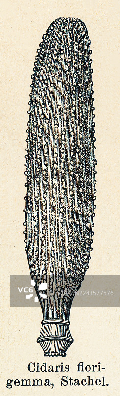 海胆纲（Cidaroida）的旧雕刻插图，这是一类原始海胆，也是Perischoechinoidea亚纲中唯一现存的目。图片素材