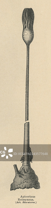 古老的棘皮动物和海百合、甲壳类动物三叠纪时期的雕版插画图片素材