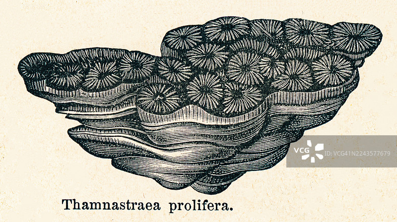 已雕刻的古老插画，描绘了已灭绝的石珊瑚属——Thamnasteria。图片素材