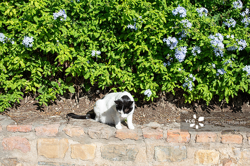 宠物猫素材图 - 西班牙马拉加图片素材