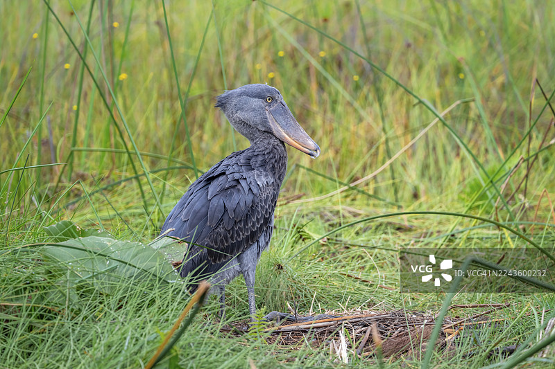 鲸头鹳（Balaeniceps rex），在维多利亚湖乌干达马班巴沼泽的纸莎草丛中图片素材
