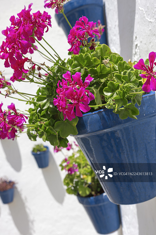 西班牙卡萨雷斯盆栽天竺葵。图片素材