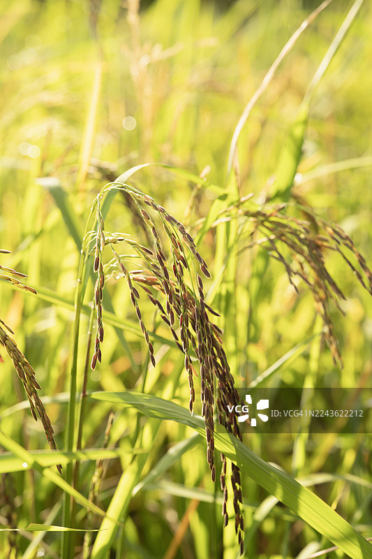 阳光下稻谷的特写，轻轻摇曳，展现出其自然之美和周围郁郁葱葱的绿色环境。图片素材