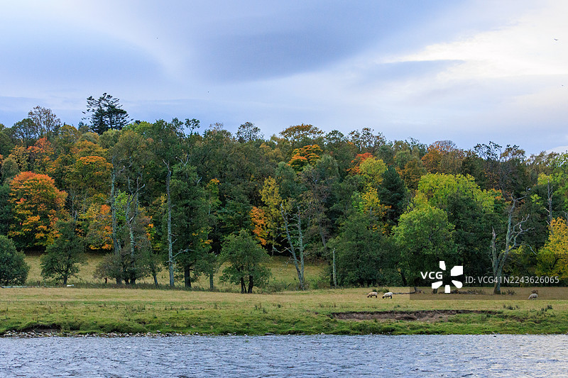 秋日黎明时分，羊群沿着斯佩河（River Spey）悠闲地吃草图片素材
