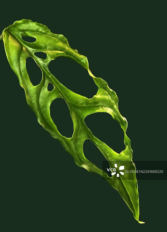 特写一株网纹马齿苋（Monstera obliqua Peruvian）的叶子，背景为深绿色。图片素材