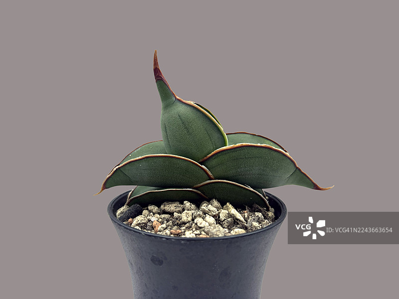 黑色花盆中的美丽多肉状虎皮兰，背景为灰色图片素材