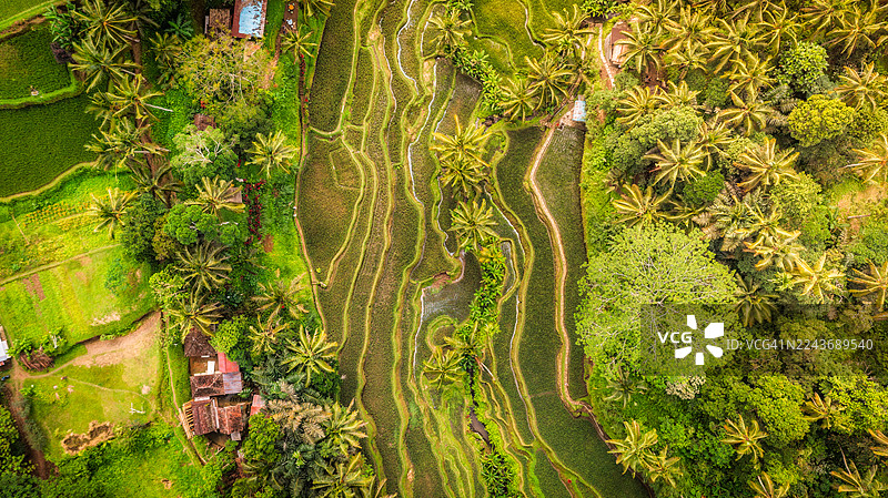 印度尼西亚巴厘岛德格拉朗梯田的鸟瞰图图片素材