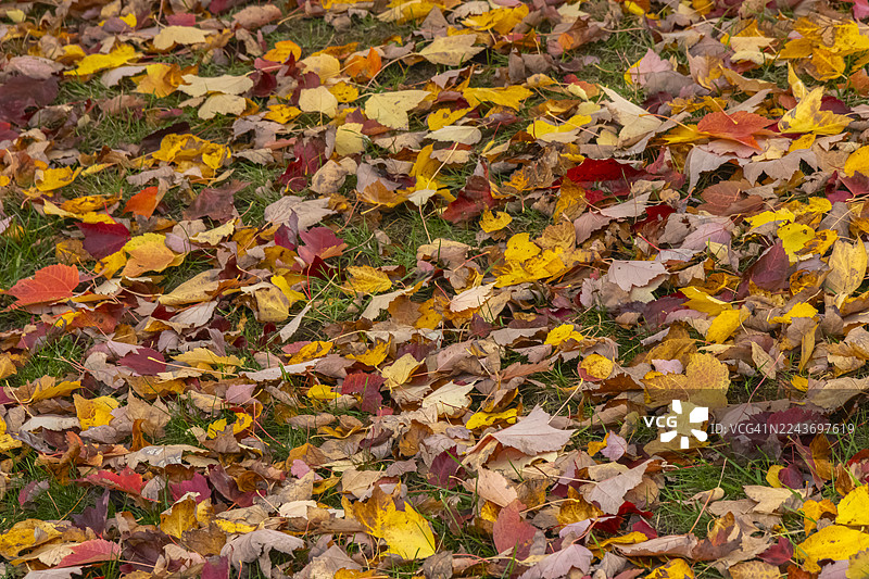 五彩斑斓的落叶图片素材