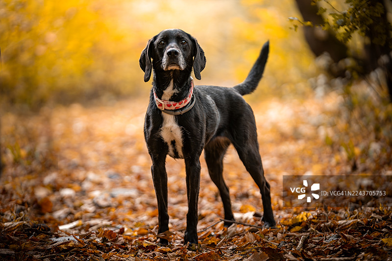 秋季肖像：一只黑色的德国短毛指示犬图片素材