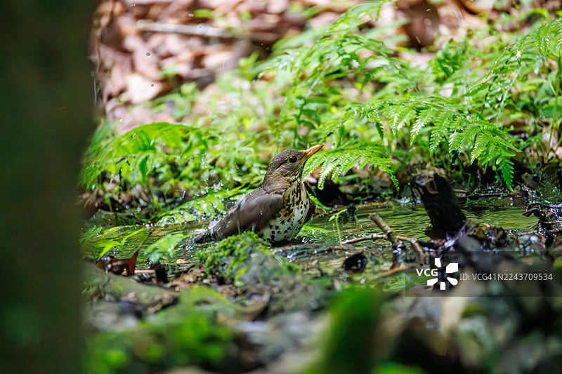 日本灰鸫（Turdus cardis）在日本山梨县富士吉田市大宝泉水处沐浴。野鸟，观鸟活动。- 2025图片素材