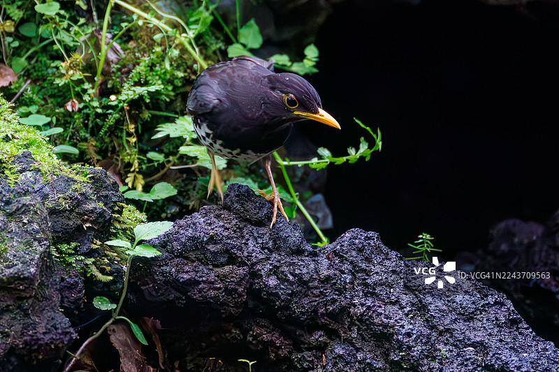 日本灰鸫，Turdis cardis。在泉水中洗澡。野鸟。观鸟，日本山梨县富士吉田市大宝泉。- 2025图片素材