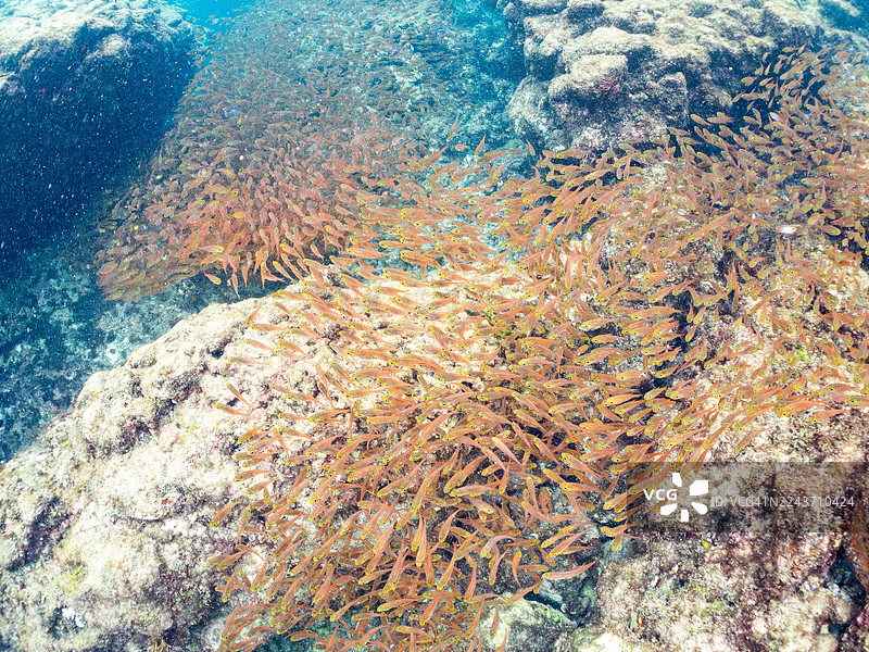 矮身吞鳗,Ransonneti's pygmy sweeper,幼鱼。及其他。鱼群。日本静冈县伊豆半岛南伊豆町中木港 Hirizo 海滩 - 2025图片素材