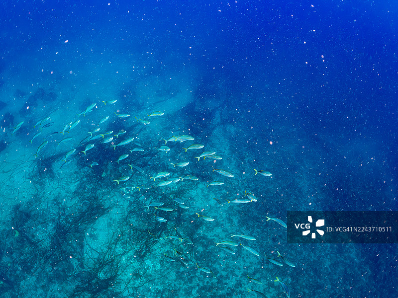 黄尾鰤（学名：Seriola quinqueradiata）的幼鱼，稻田鱼，及其他鱼群。日本静冈县南伊豆町弓滨海岸，中木港 - 2025图片素材