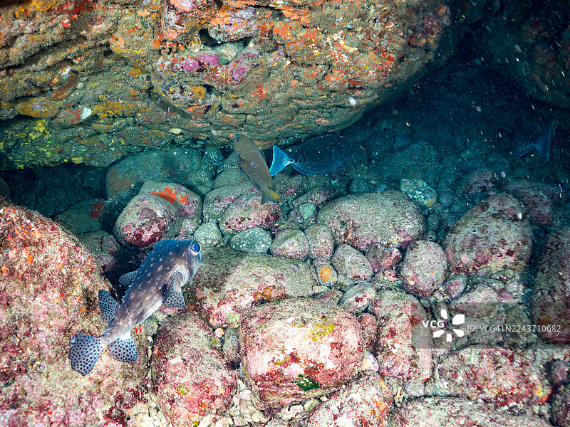 太平洋海鲀 (Chilomycterus reticulatus)、锯尾鯛 (Prionurus scalprum)、日本格雷戈里鱼 (Stegastes altus) 等鱼群,在日本静冈县伊豆半岛南伊豆仲木港 Hirizo 海滩的海洞中 - 2025图片素材