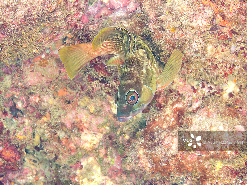 黑鳍石斑鱼 (Epinephelus fasciatus) 在海洞中，以及其他鱼群。日本静冈县伊豆半岛南伊豆町中木港Hirizo海滩 - 2025图片素材