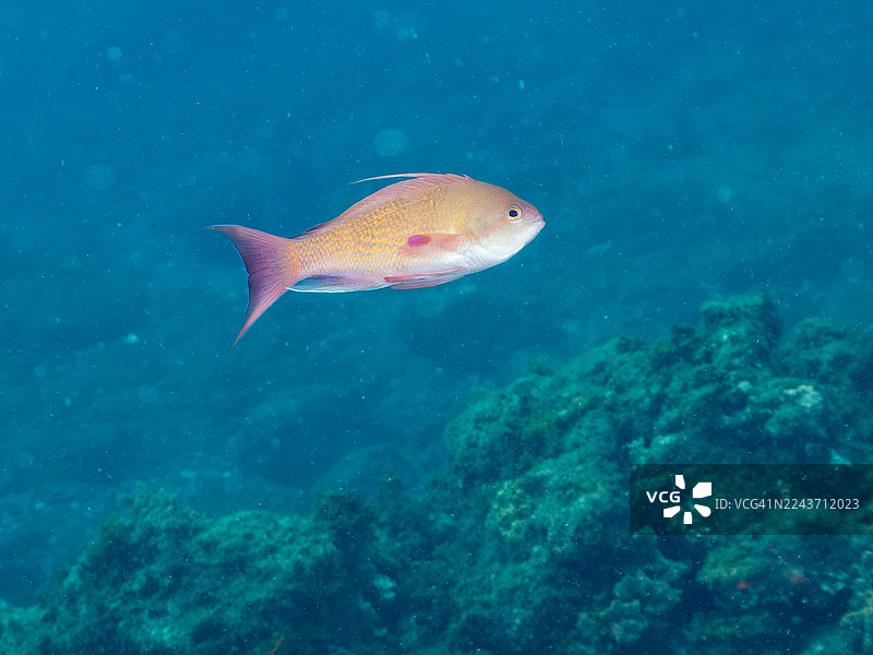 海金鳞鱼(Pseudanthias squamipinnis)及其他鱼群,日本静冈县伊豆半岛南伊豆町弘治海滩、中木港 - 2025图片素材