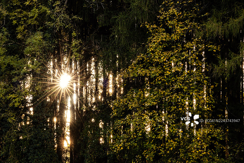 阳光明媚的森林图片素材