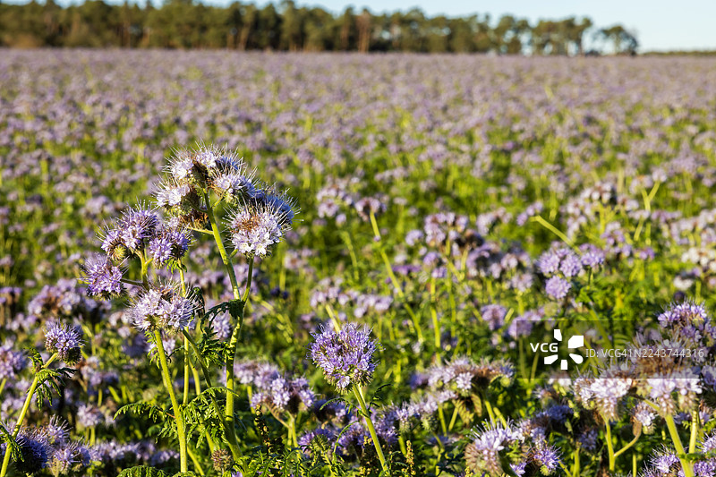 农田里的紫草图片素材