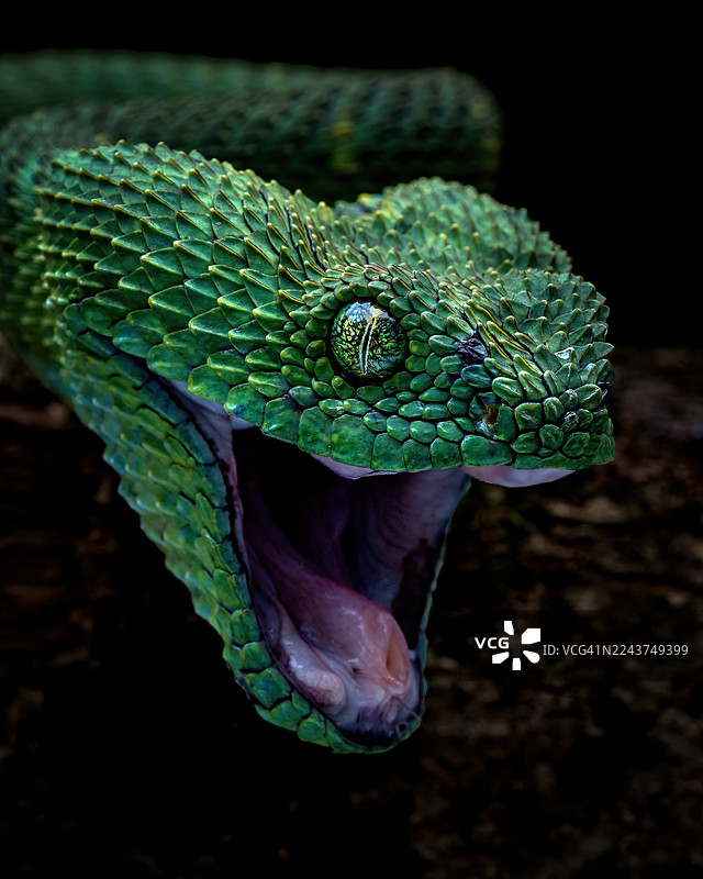 西方树蝰图片素材