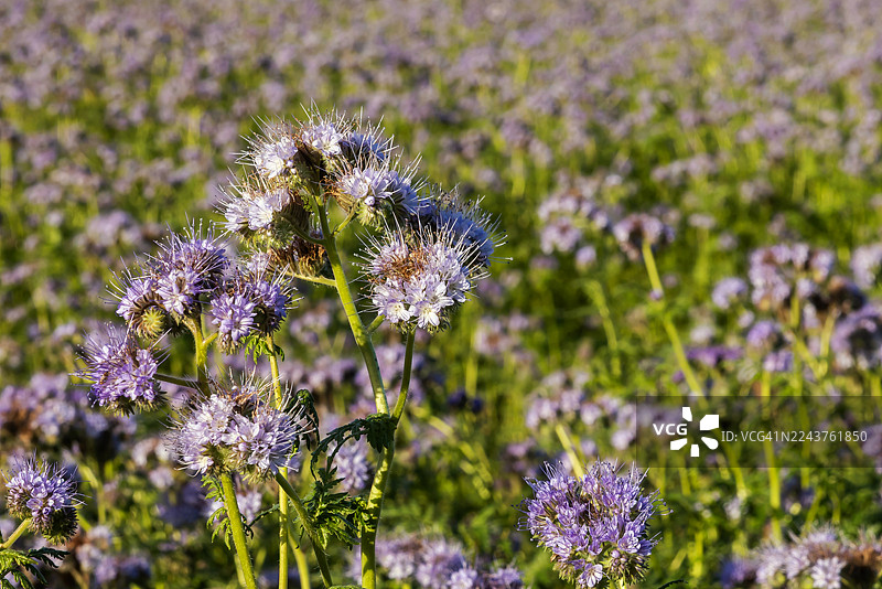农田里的Phacelia图片素材