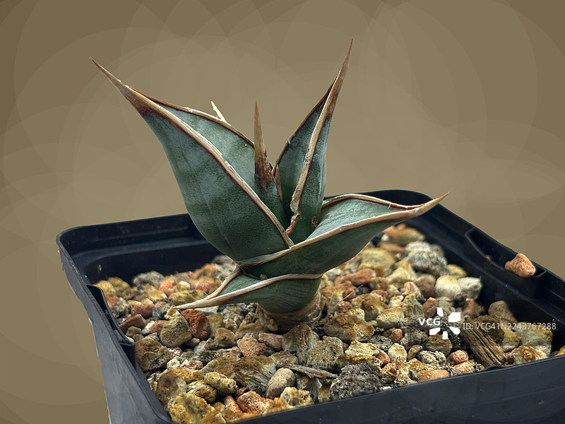 黑色花盆中的小型棒叶虎尾兰，背景为棕色图片素材