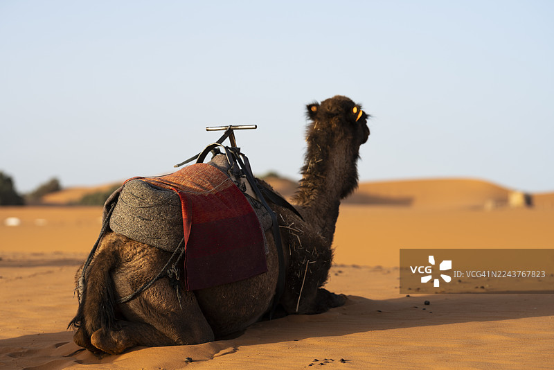 摩洛哥撒哈拉沙漠中的骆驼在沙丘上休息图片素材