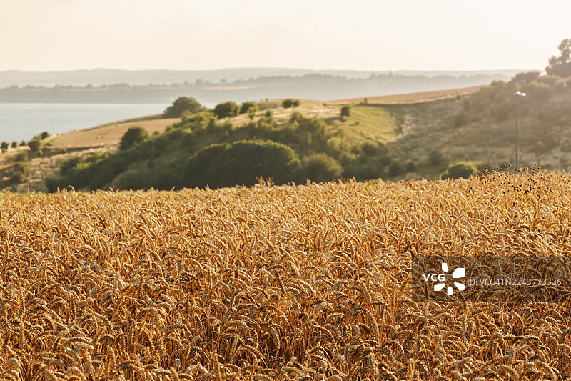 白天，有谷物的农田。图片素材
