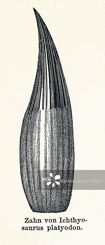 鱼龙（Ichthyosaurus）属的牙齿的旧蚀刻插图，该属是早期侏罗世的鱼龙图片素材