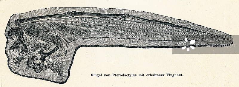 翼龙（已灭绝的翼龙目的一属）化石翅膀的旧蚀刻插图图片素材