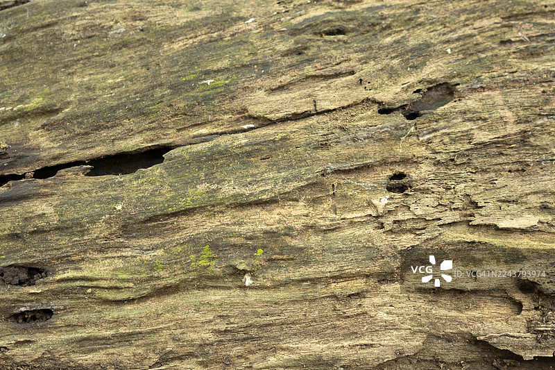 布满节疤和裂缝的饱经风霜的木材纹理图片素材