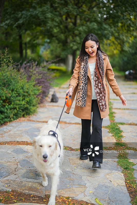 秋日公园里，时尚女子正遛着她的金毛寻回犬图片素材