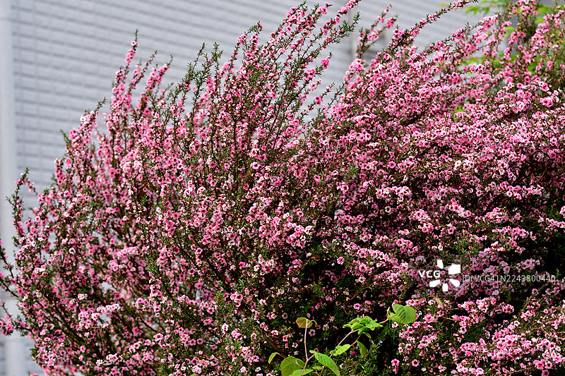 麦卢卡 / 新西兰茶树：直立常绿灌木，有杯状红花图片素材