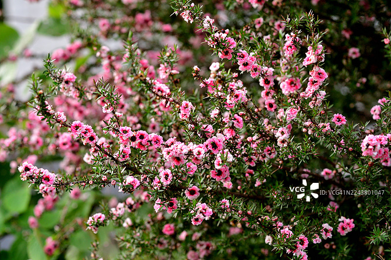 麦卢卡 / 新西兰茶树：直立常绿灌木，开杯状红花图片素材
