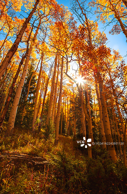 金色飞升图片素材