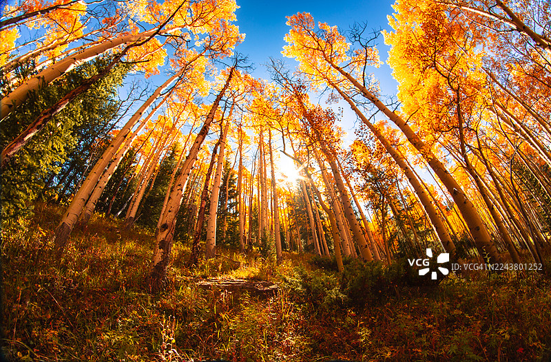 金色的白杨树教堂，伸向光明图片素材