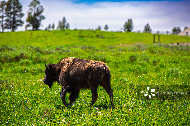 夏日草地上孤独的野牛图片素材