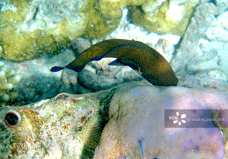 一只孔雀石斑鱼和一只伪装的石头鱼图片素材